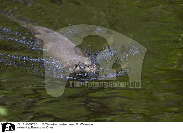 swimming European Otter / PW-09260