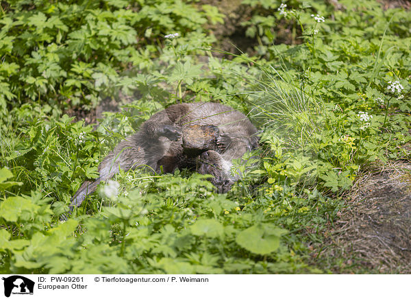 Fischotter / European Otter / PW-09261