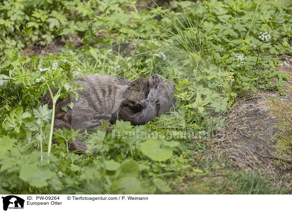 Fischotter / European Otter / PW-09264