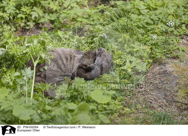 European Otter / PW-09264