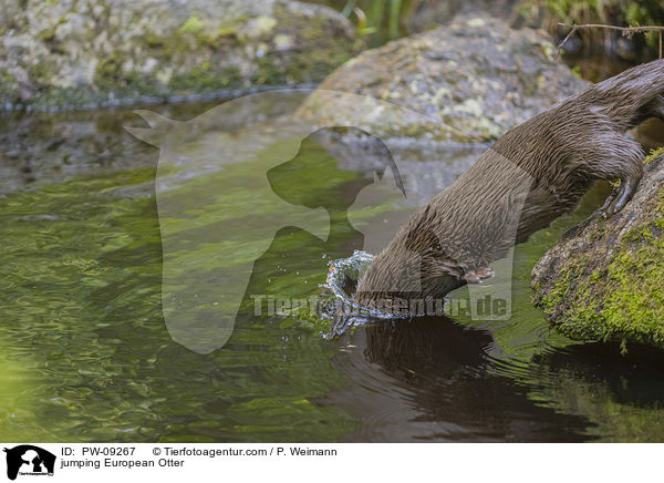 springender Fischotter / jumping European Otter / PW-09267
