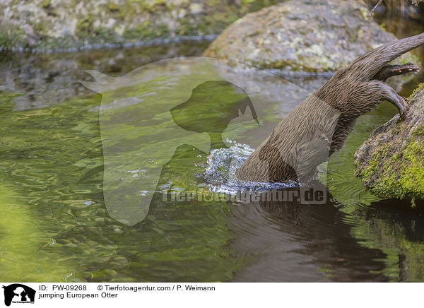 springender Fischotter / jumping European Otter / PW-09268