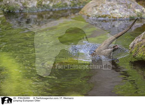 springender Fischotter / jumping European Otter / PW-09269