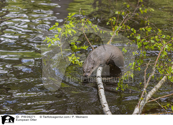European Otter / PW-09271
