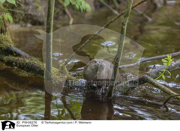 European Otter / PW-09276