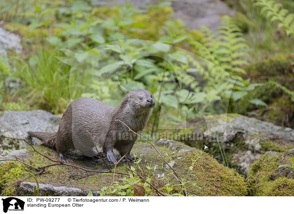 standing European Otter / PW-09277