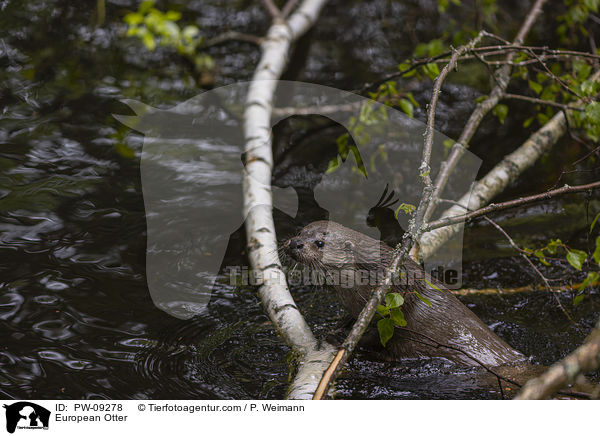 European Otter / PW-09278