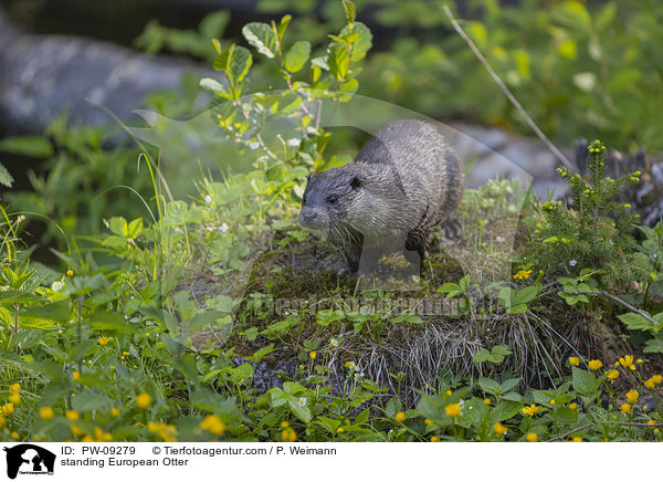 standing European Otter / PW-09279