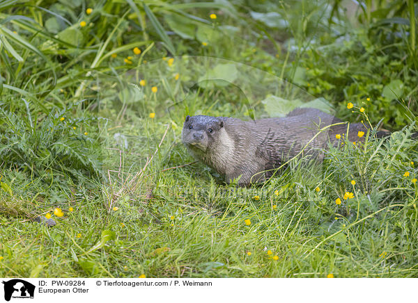 European Otter / PW-09284