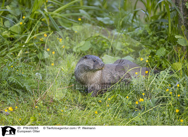 European Otter / PW-09285