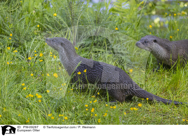 European Otter / PW-09287