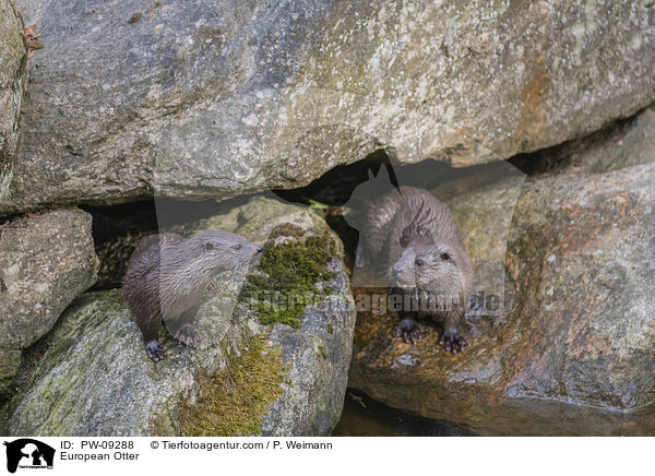 Fischotter / European Otter / PW-09288