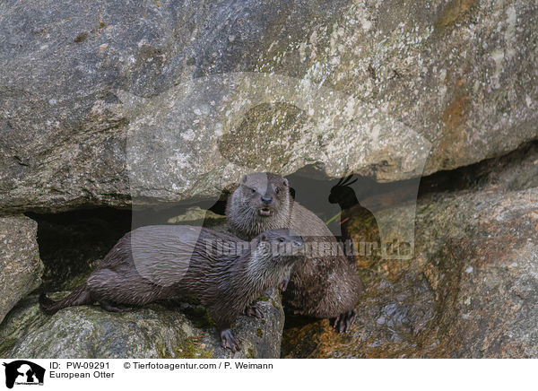 European Otter / PW-09291