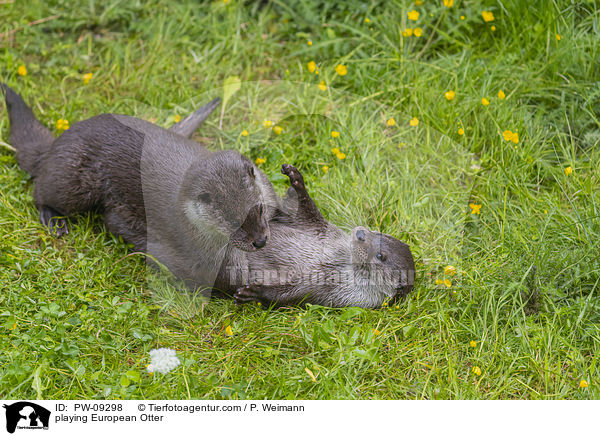 playing European Otter / PW-09298