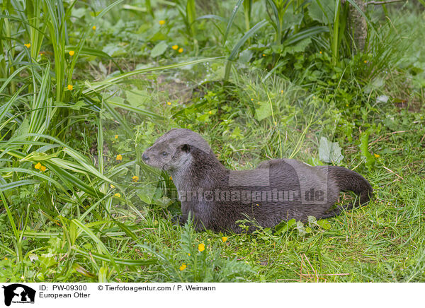 European Otter / PW-09300
