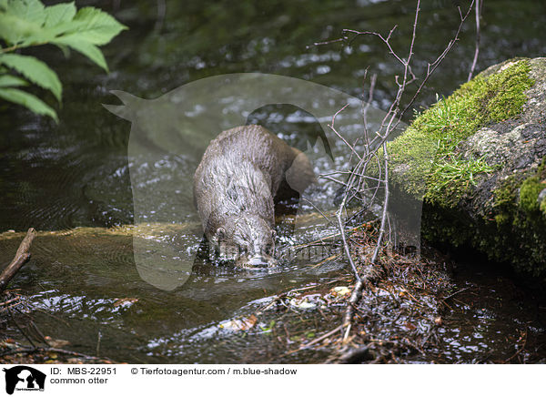 Europischer Fischotter / common otter / MBS-22951