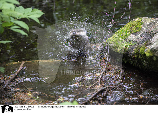 common otter / MBS-22952