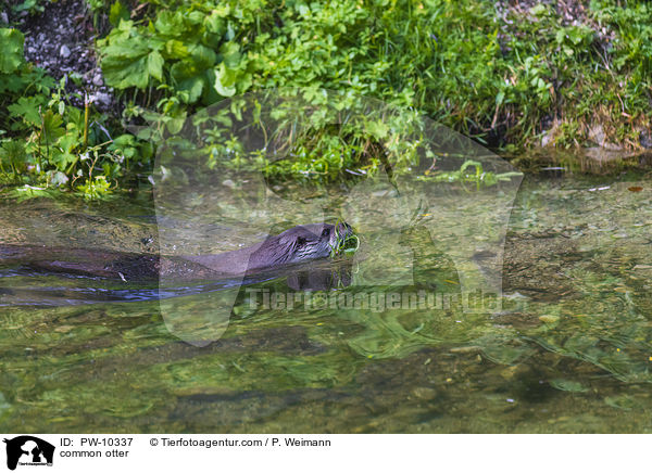 Fischotter / common otter / PW-10337