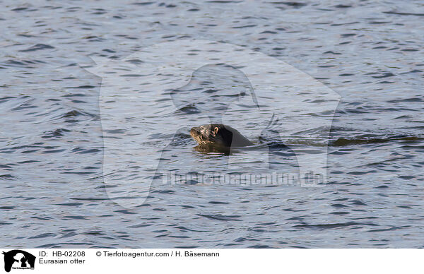 Eurasian otter / HB-02208