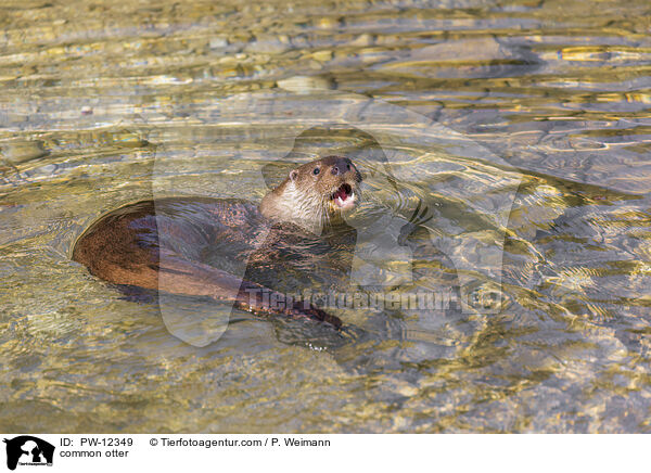 common otter / PW-12349