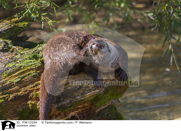Fischotter / common otter / PW-12354