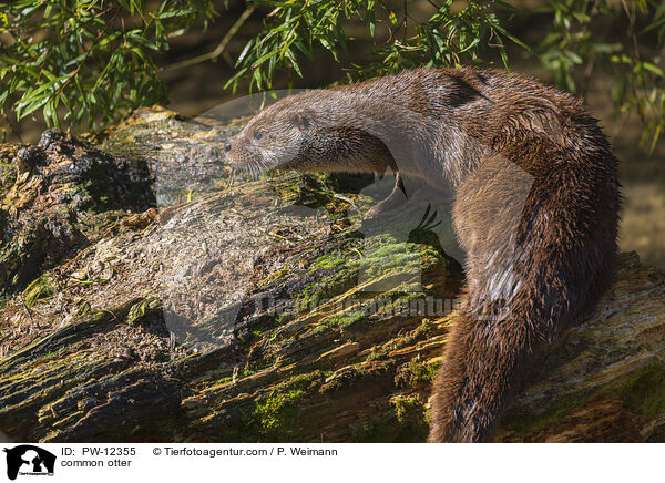 common otter / PW-12355