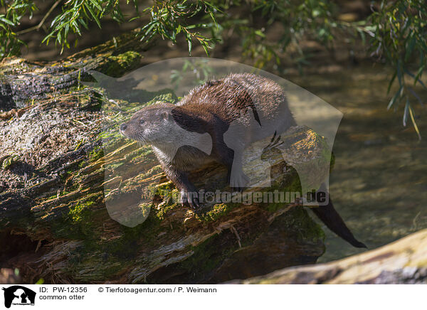 common otter / PW-12356