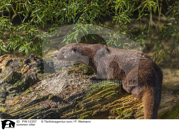 common otter / PW-12357