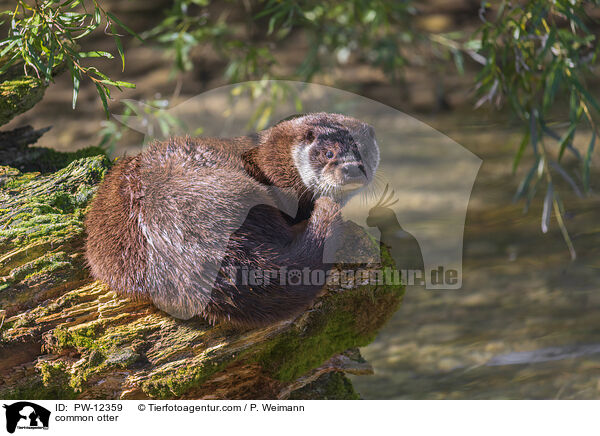 Fischotter / common otter / PW-12359