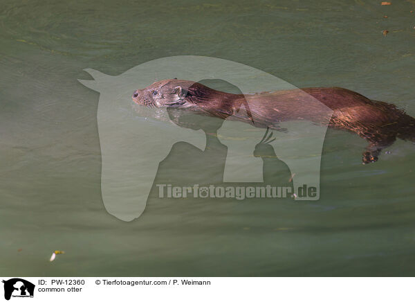 common otter / PW-12360
