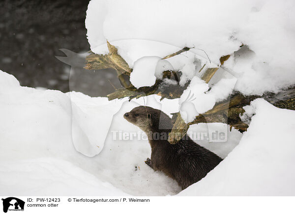 common otter / PW-12423