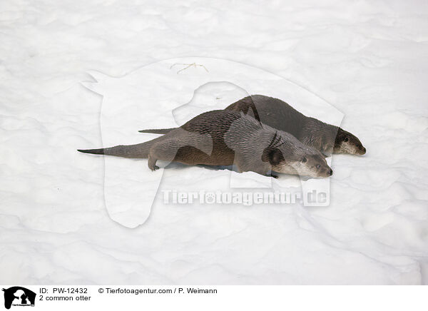 2 common otter / PW-12432