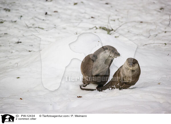 2 common otter / PW-12434