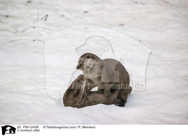 2 common otter / PW-12436