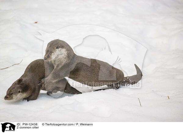 2 Fischotter / 2 common otter / PW-12438