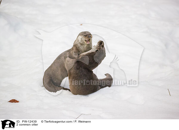 2 Fischotter / 2 common otter / PW-12439