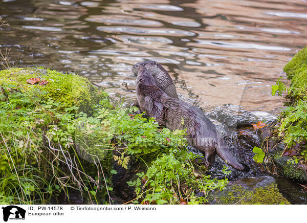 Europische Otter / European otter / PW-14578