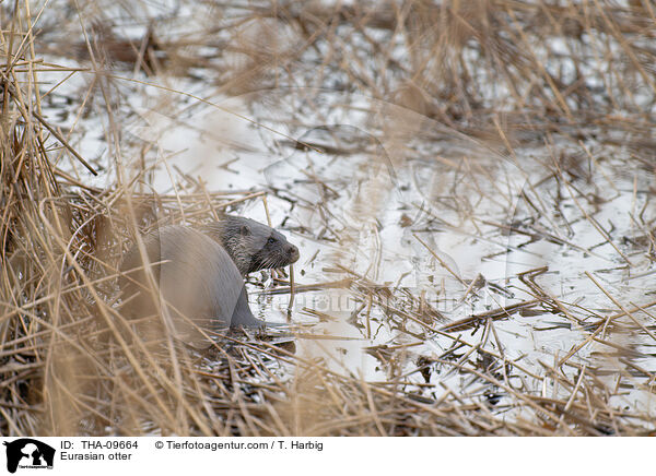Eurasian otter / THA-09664