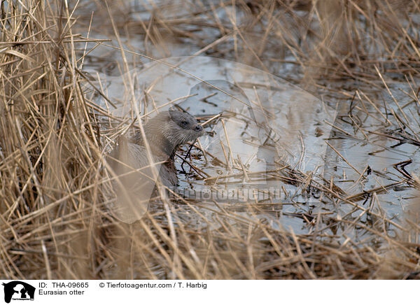 Fischotter / Eurasian otter / THA-09665