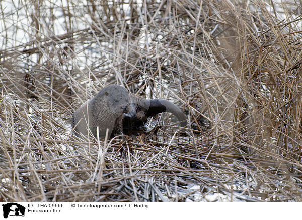 Eurasian otter / THA-09666