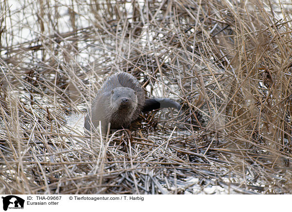 Fischotter / Eurasian otter / THA-09667