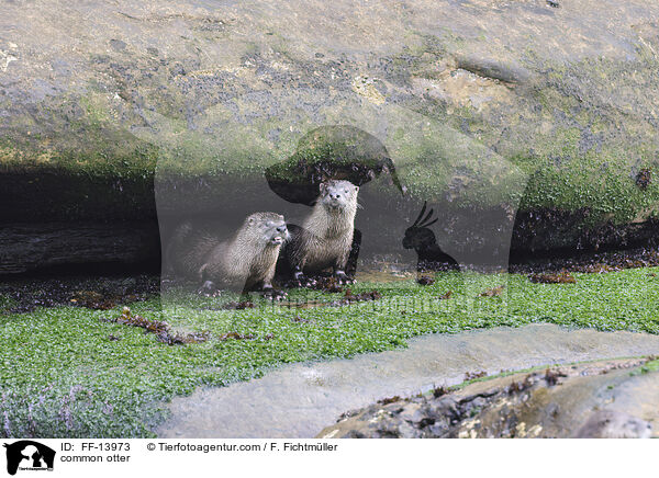 Fischotter / common otter / FF-13973