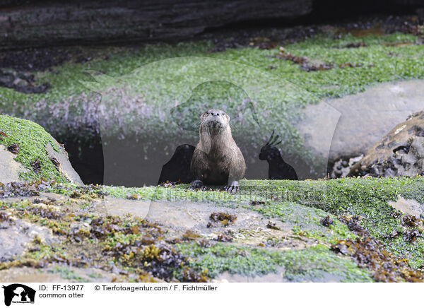Fischotter / common otter / FF-13977