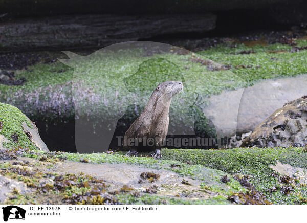 Fischotter / common otter / FF-13978