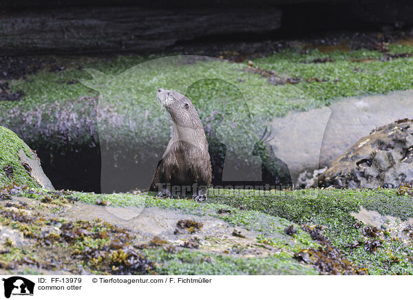 Fischotter / common otter / FF-13979