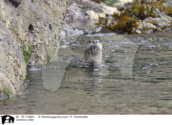 Fischotter / common otter / FF-13980