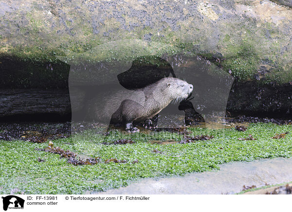 Fischotter / common otter / FF-13981