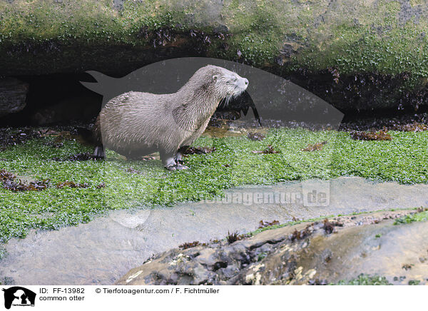 Fischotter / common otter / FF-13982