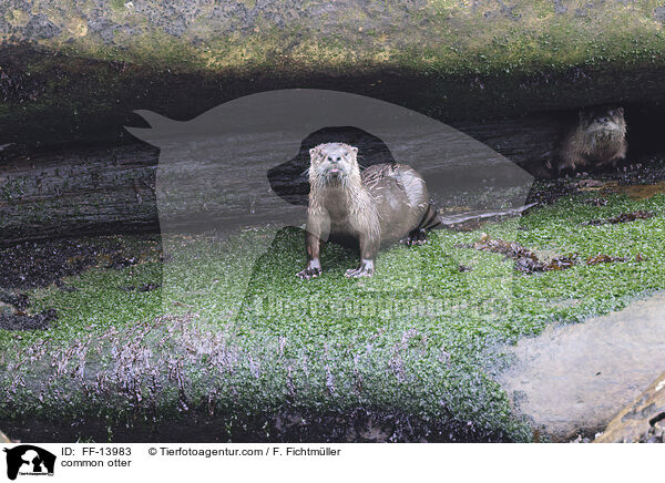 common otter / FF-13983