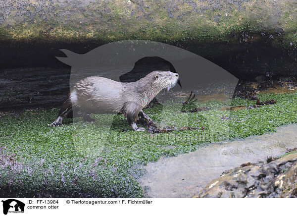 Fischotter / common otter / FF-13984